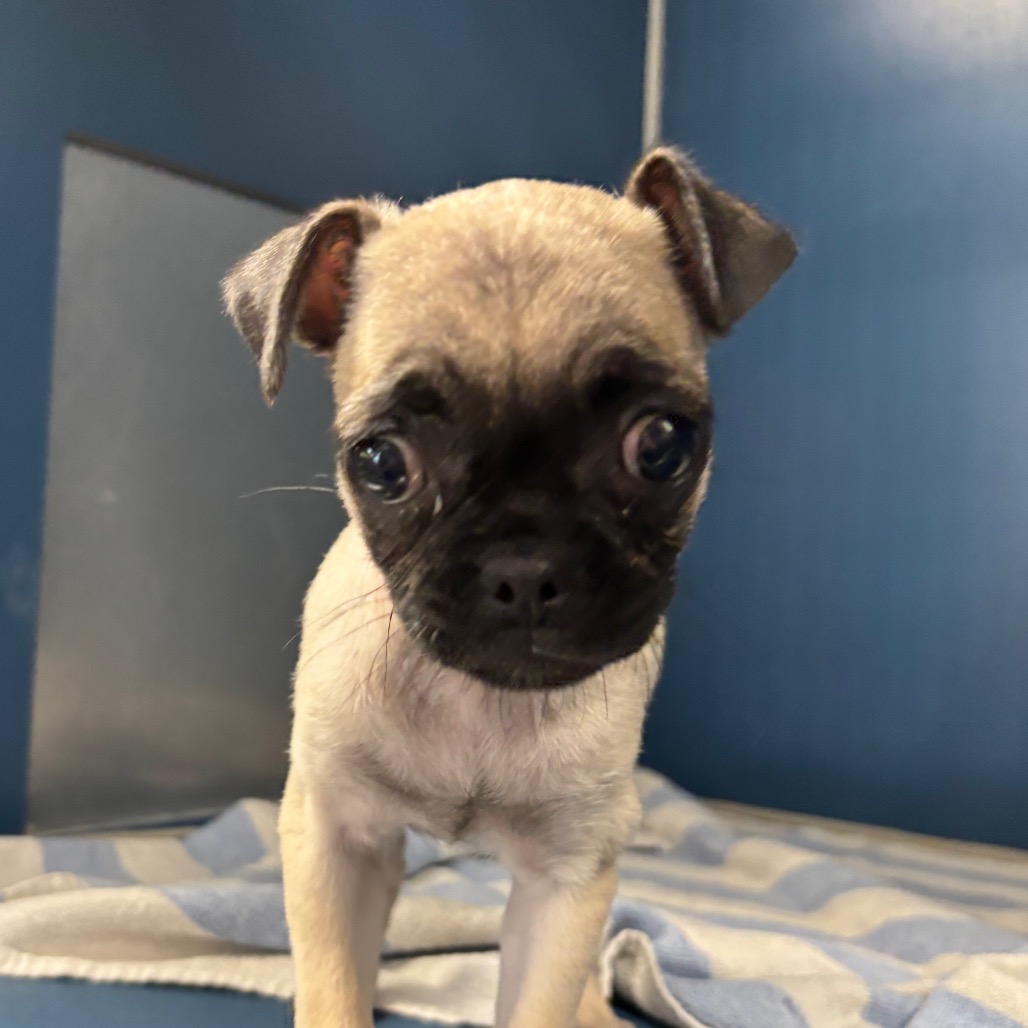 pugzilla
