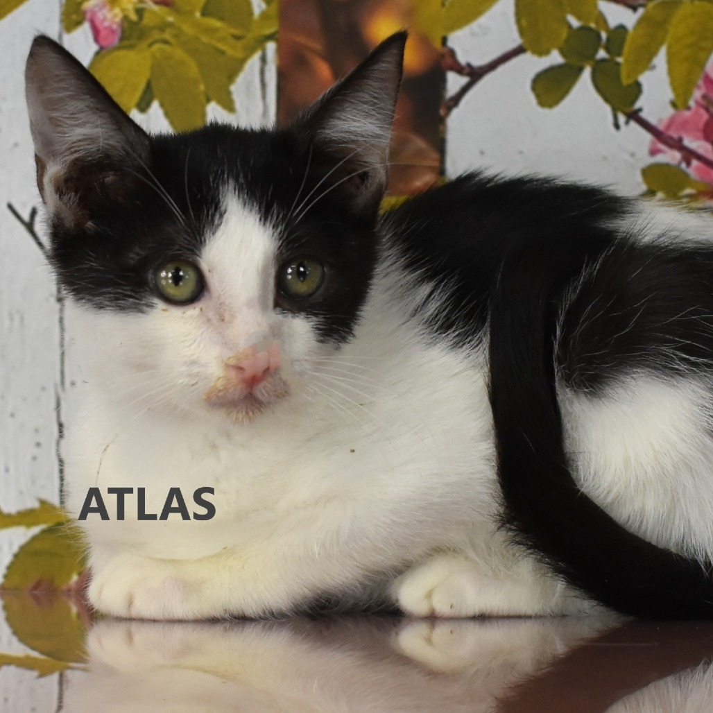 Atlas