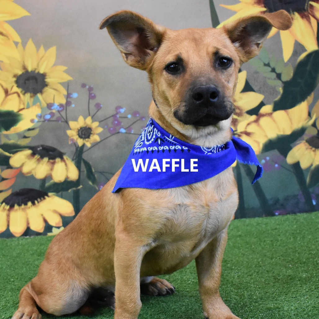 Waffle