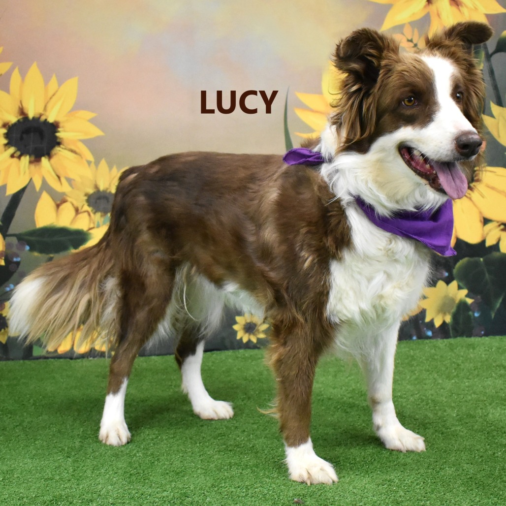 Lucy