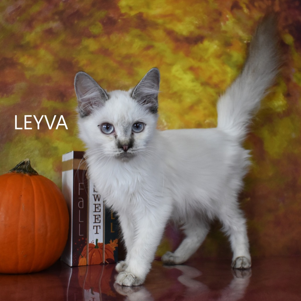 Leyva
