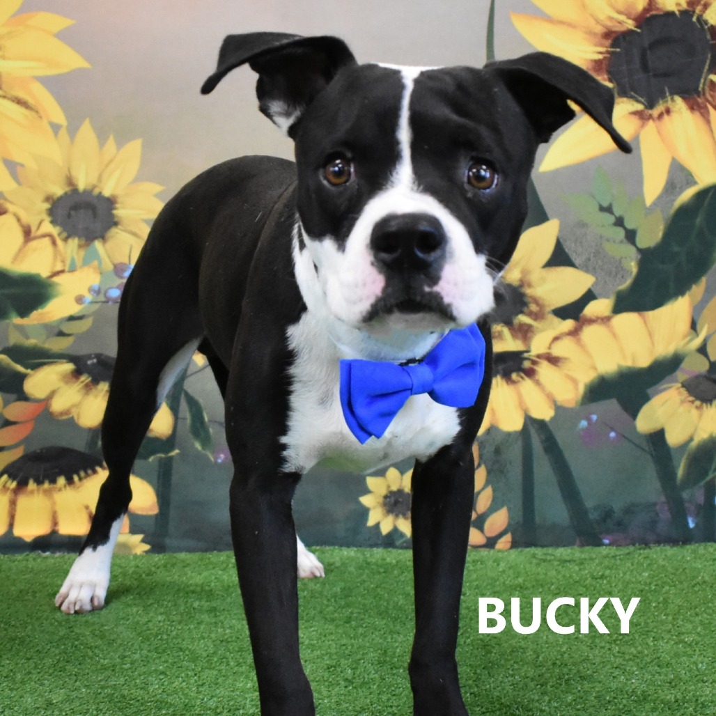 Bucky