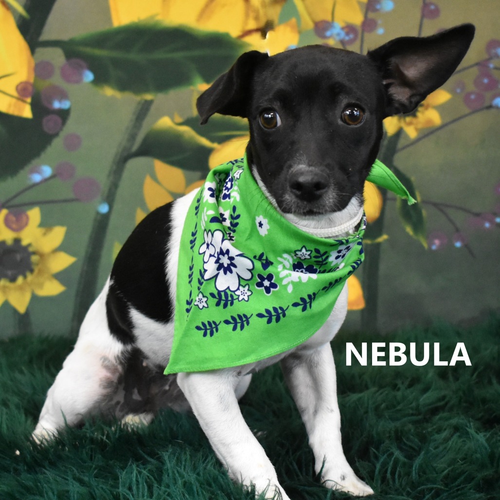 Nebula 