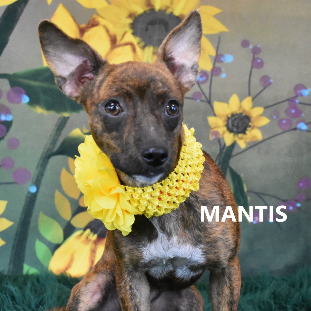 Mantis 