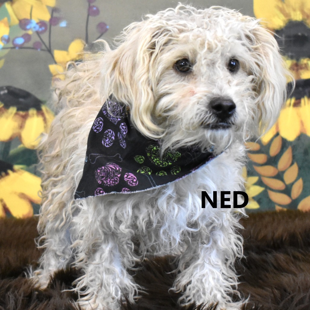 Ned