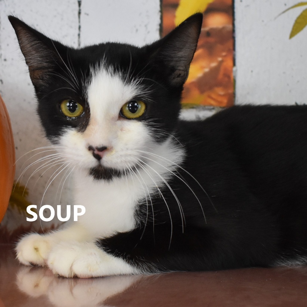 Soup