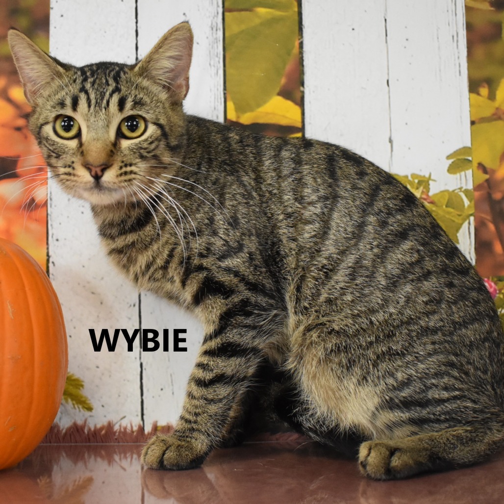Wybie 