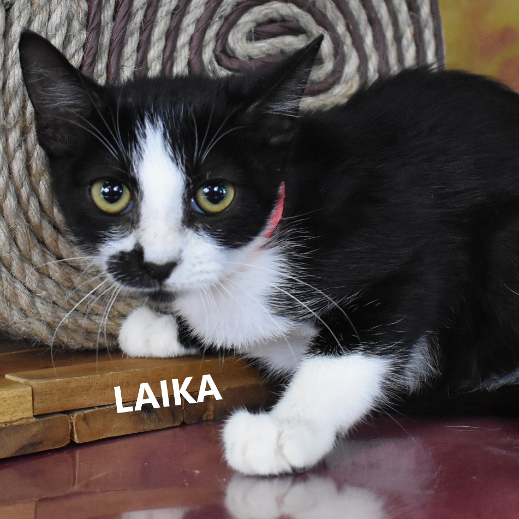 Laika