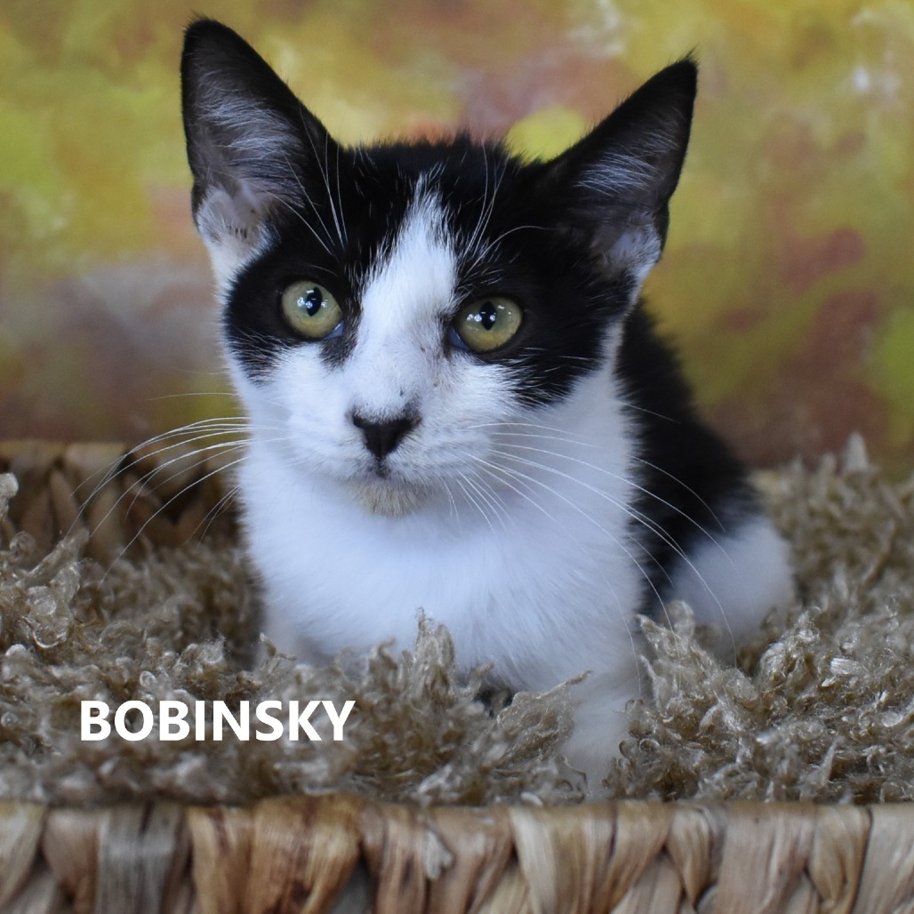 Bobinsky