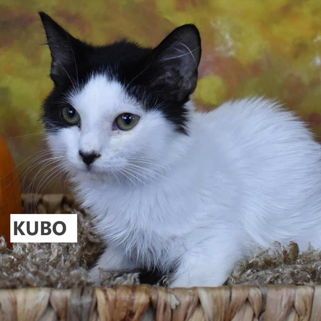 Kubo 