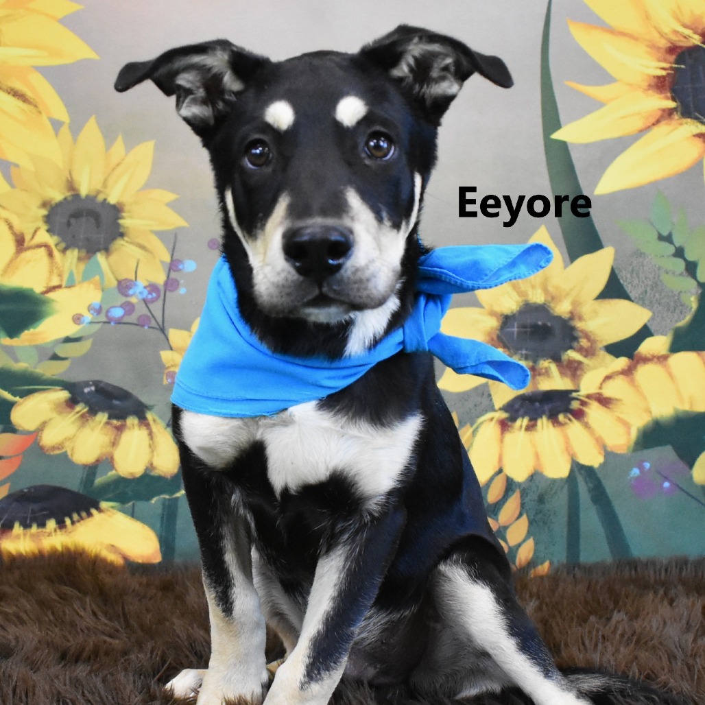 Eeyore