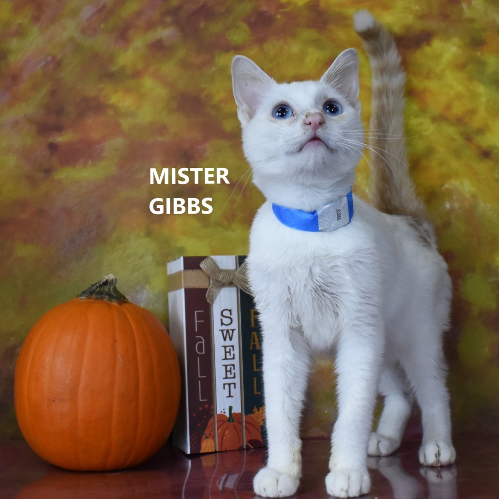 Mister Gibbs