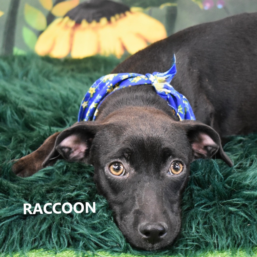 Raccoon