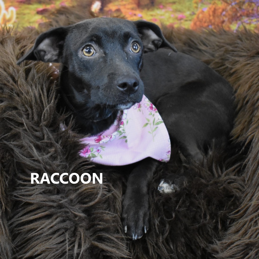 Raccoon