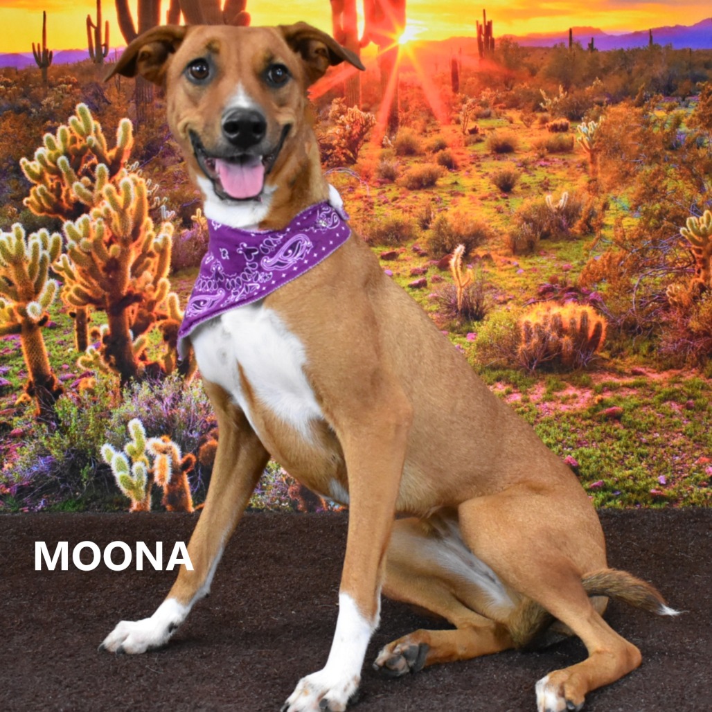 Moona