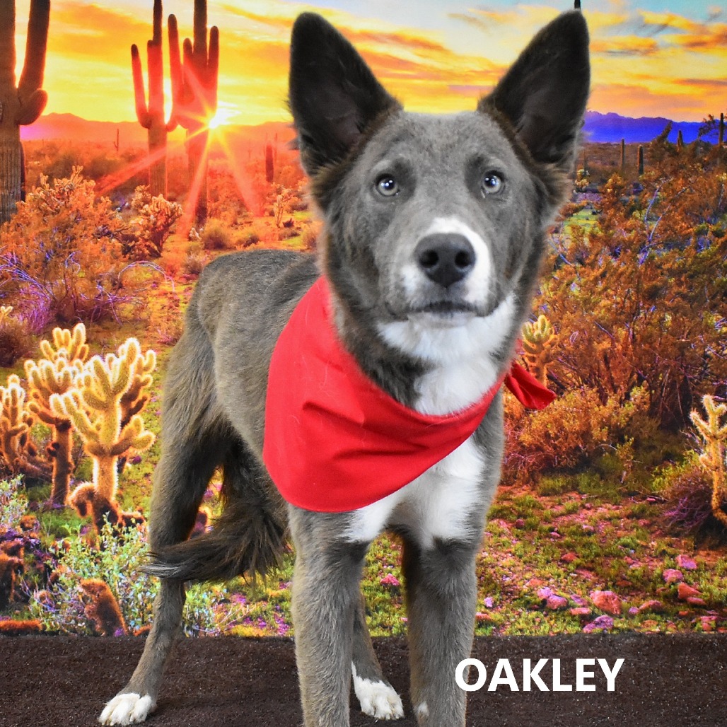 Oakley