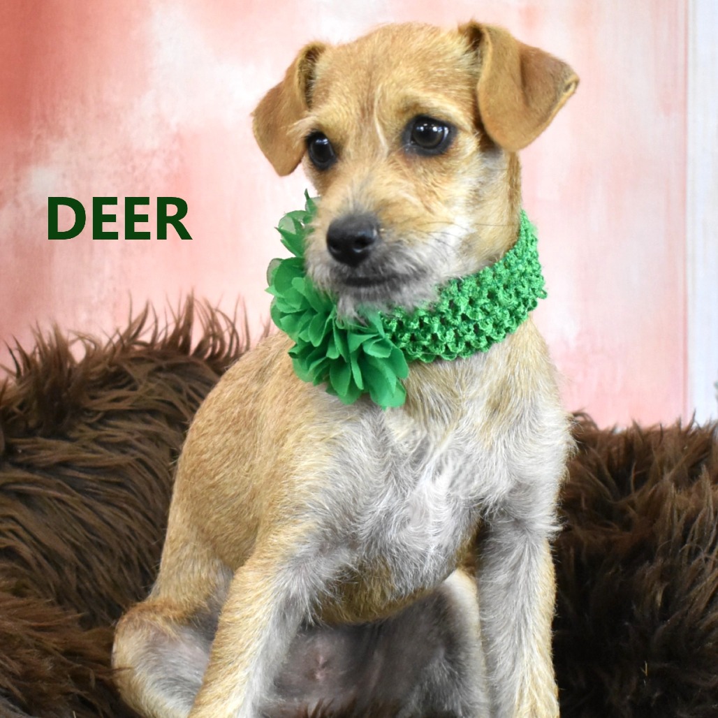 Deer
