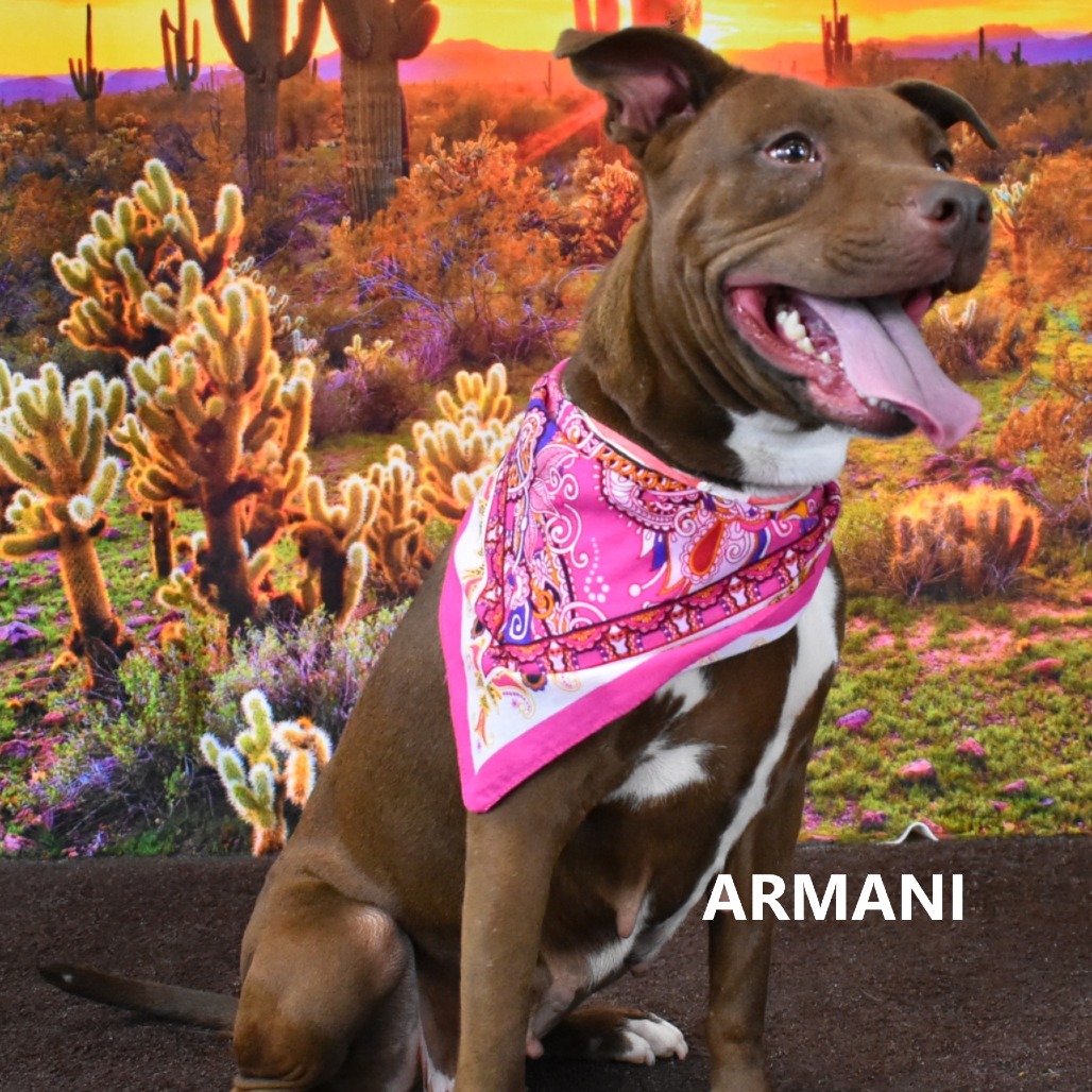 Armani 