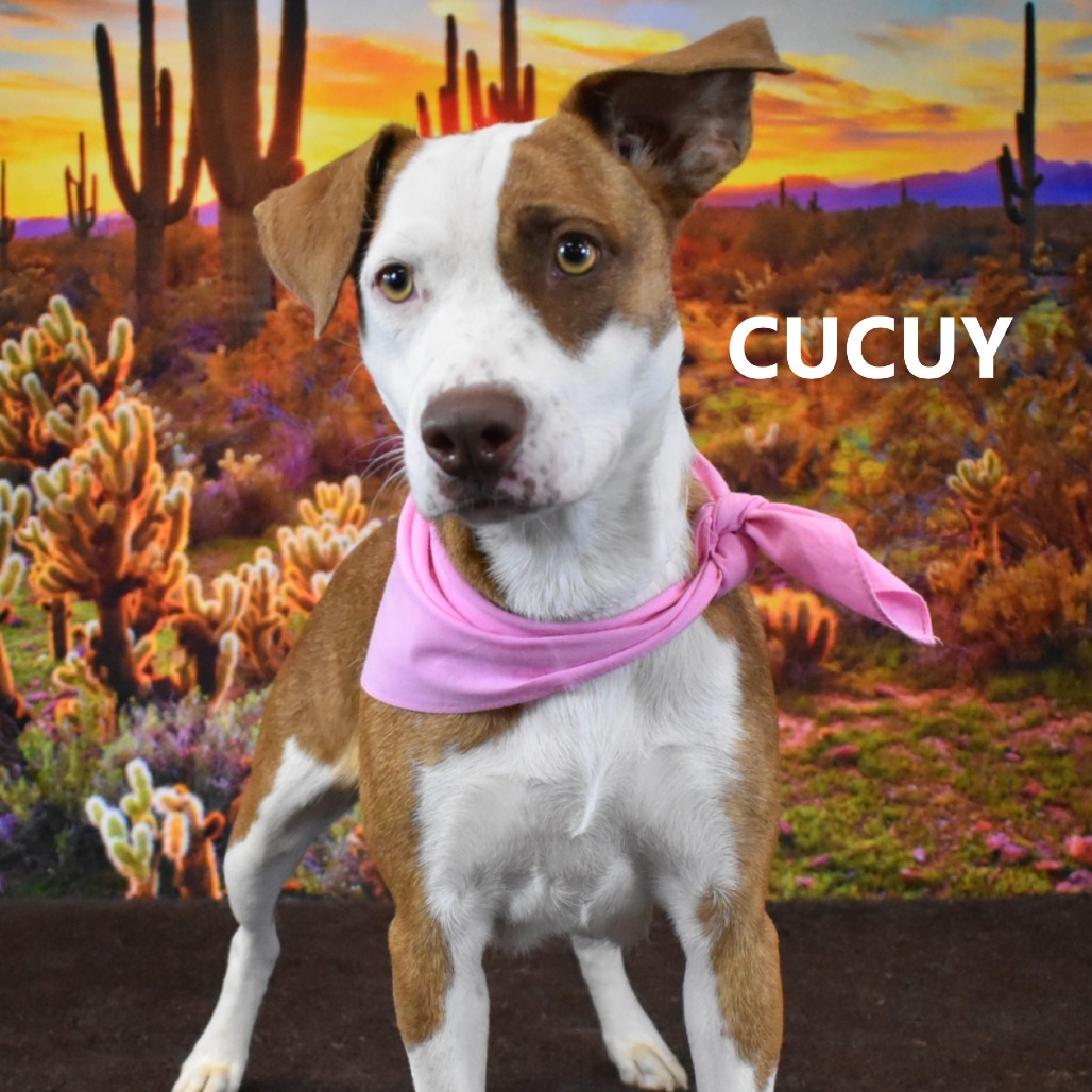 Cucuy
