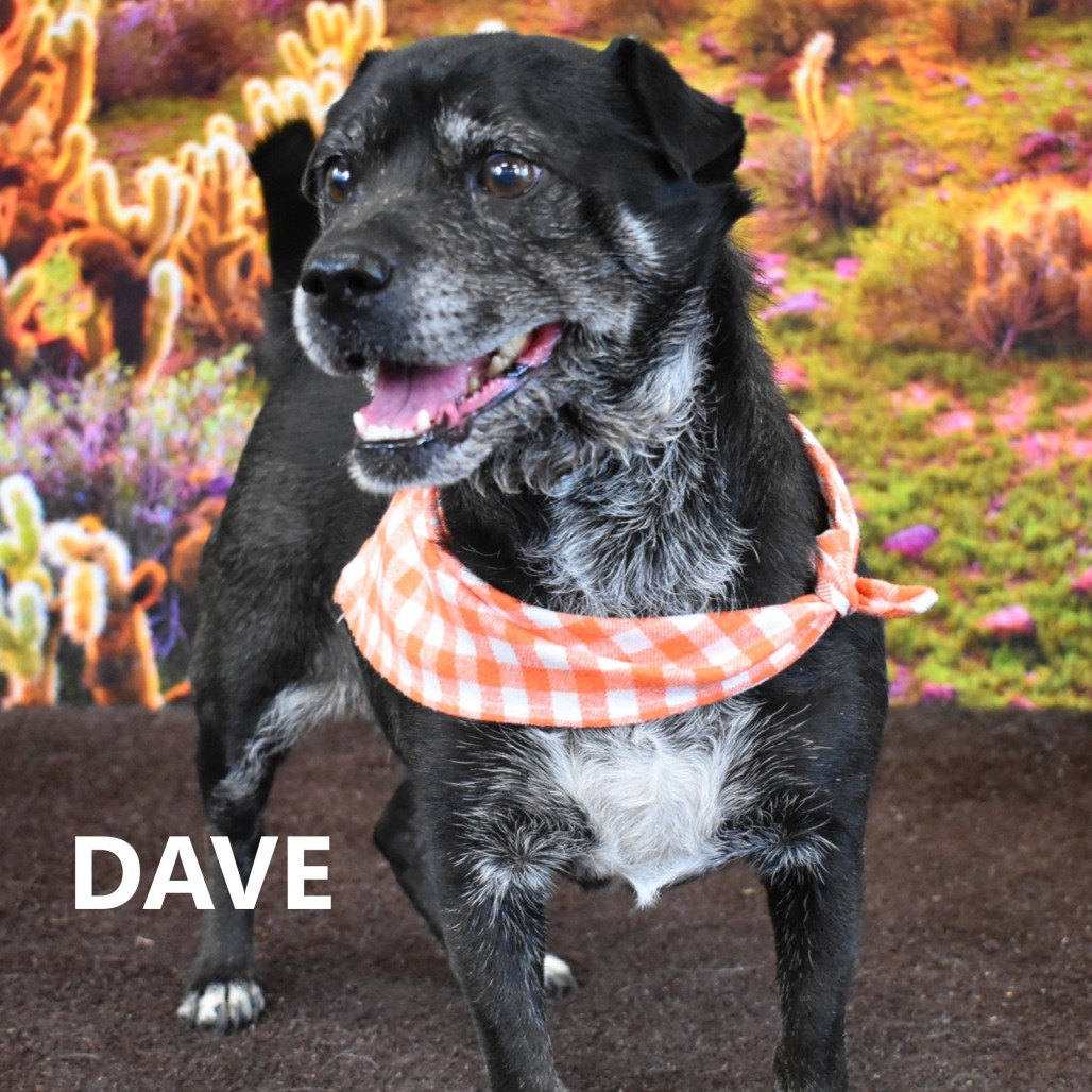 Dave