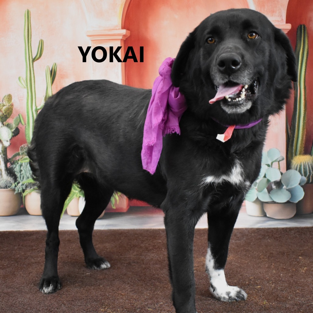Yokai
