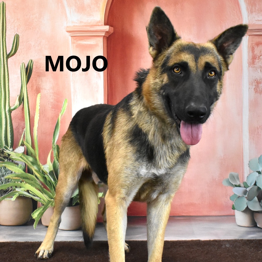 Mojo
