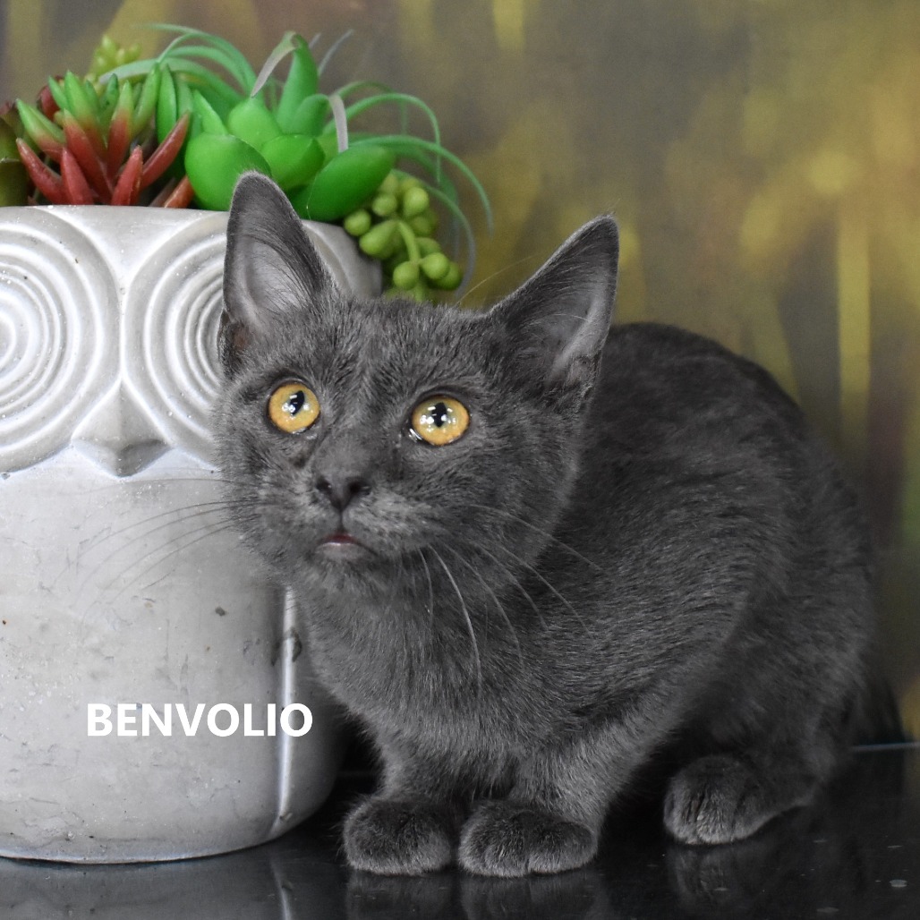 Benvolio