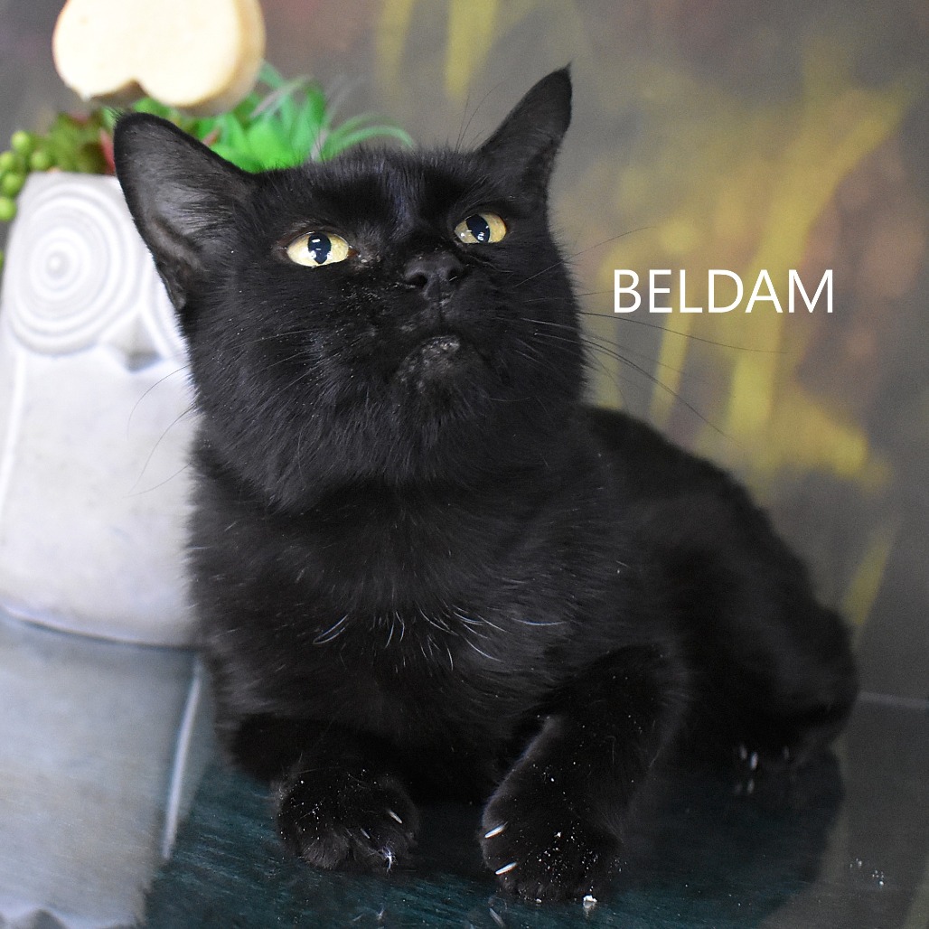Beldam