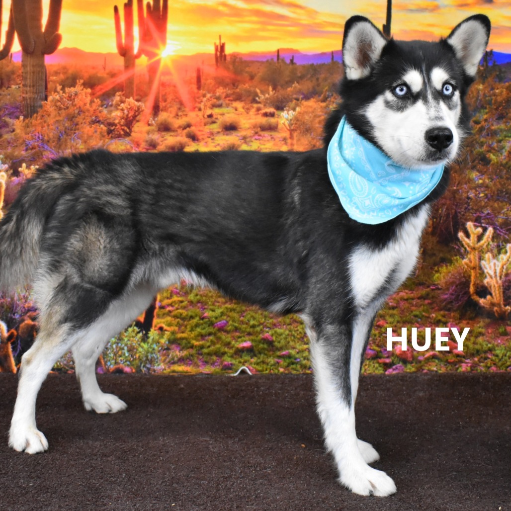 huey