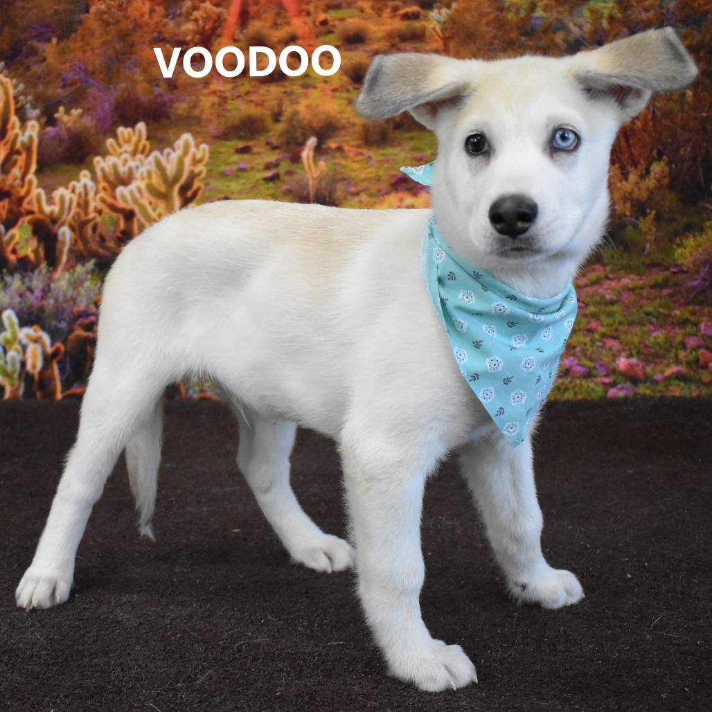 Voodoo
