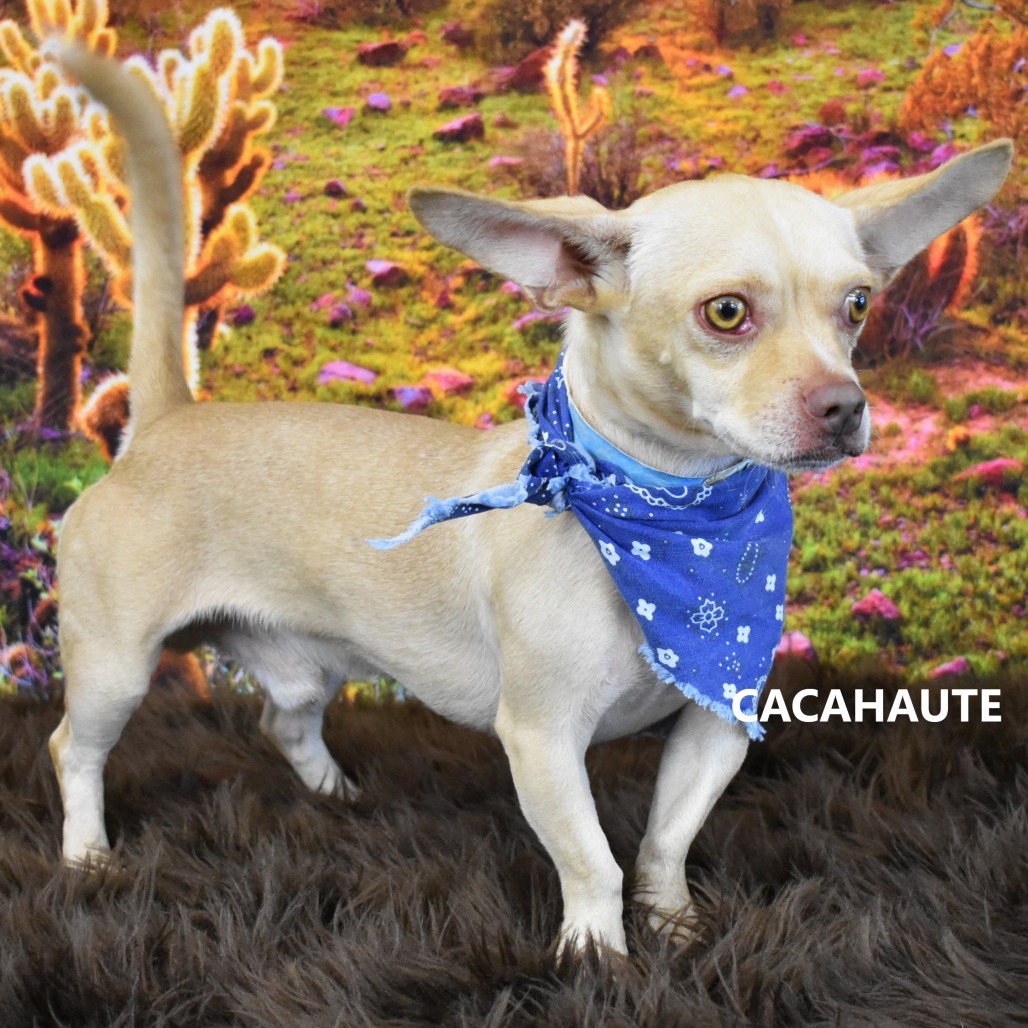 Cacahuate 