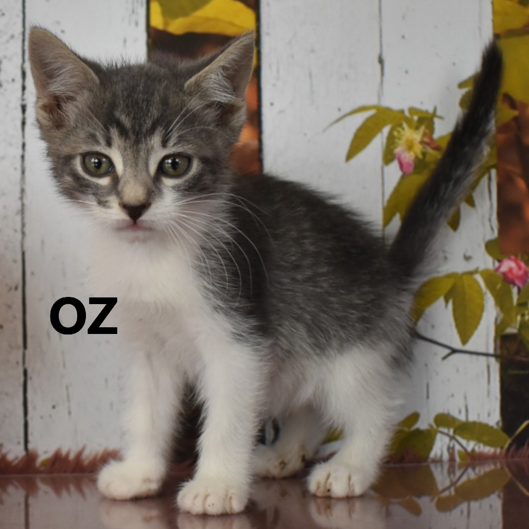 Oz