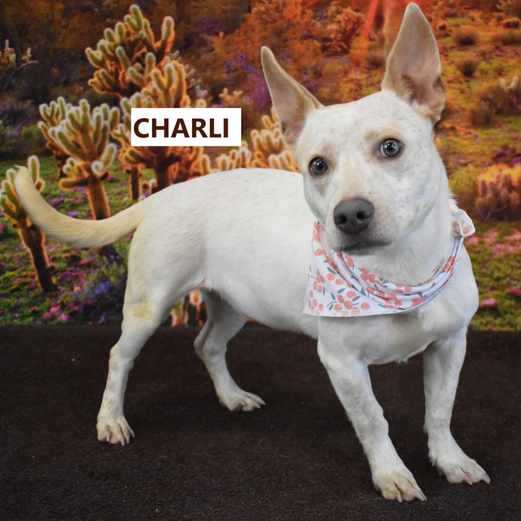 Charli