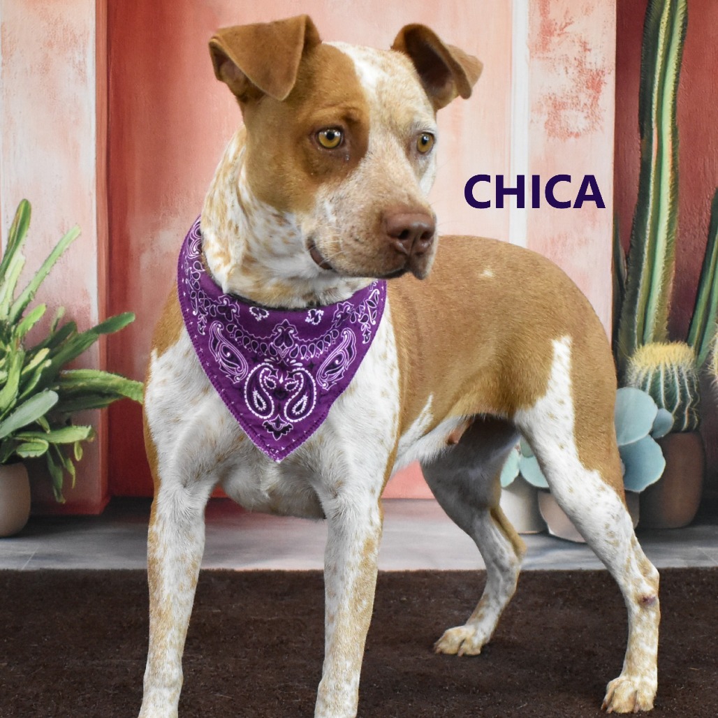 Chica