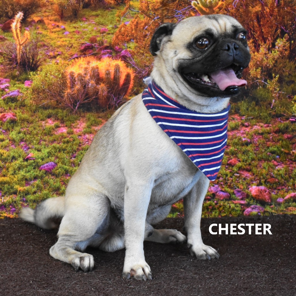 Chester