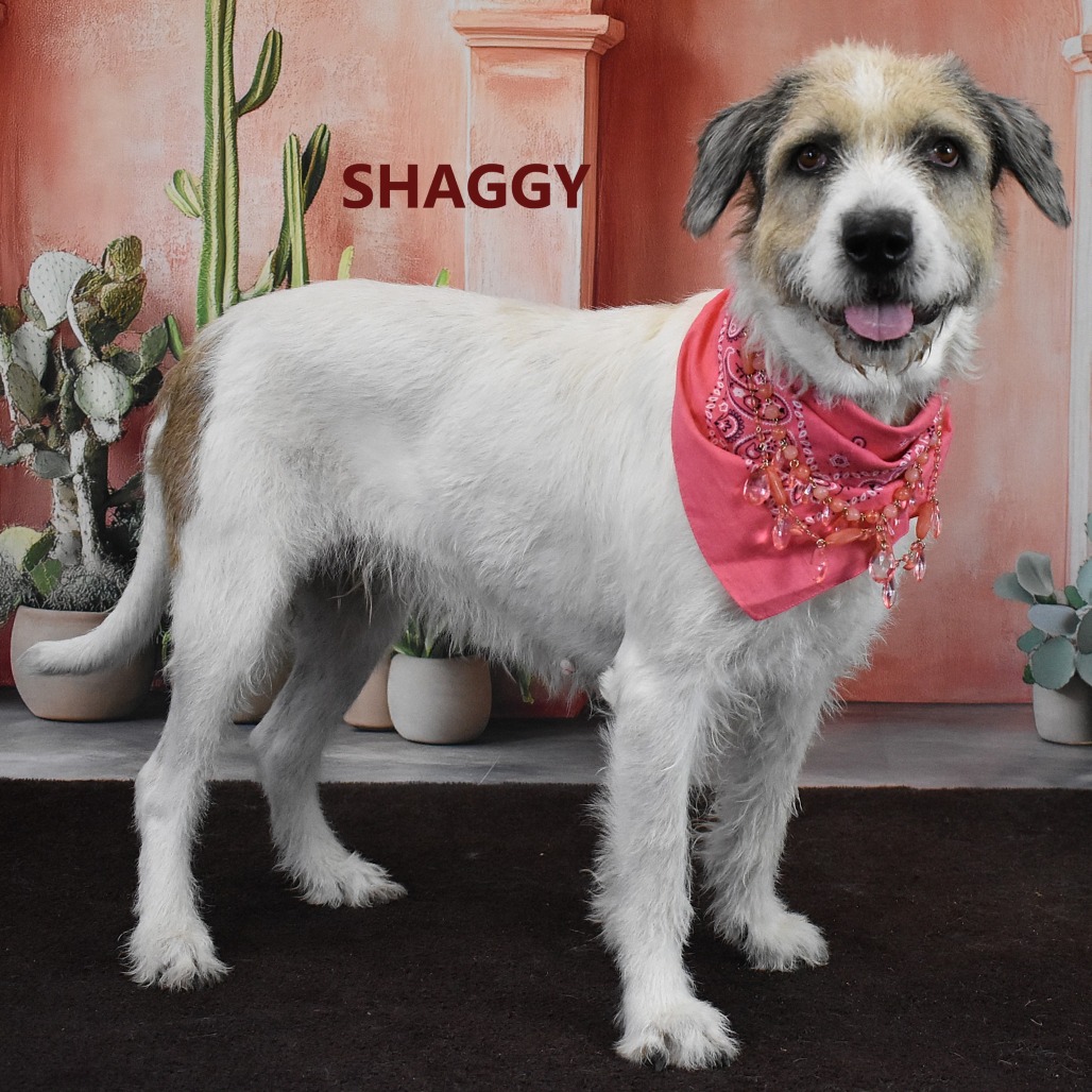 Shaggy