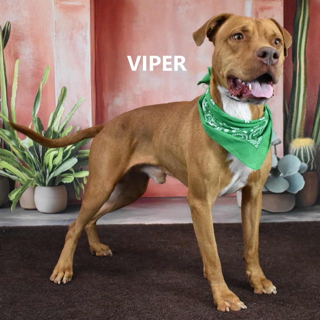 Viper