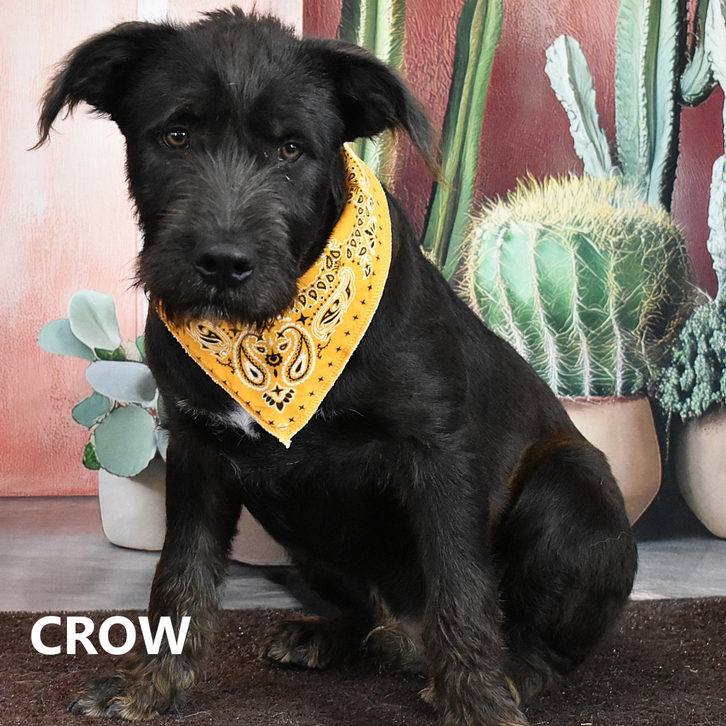 Crow