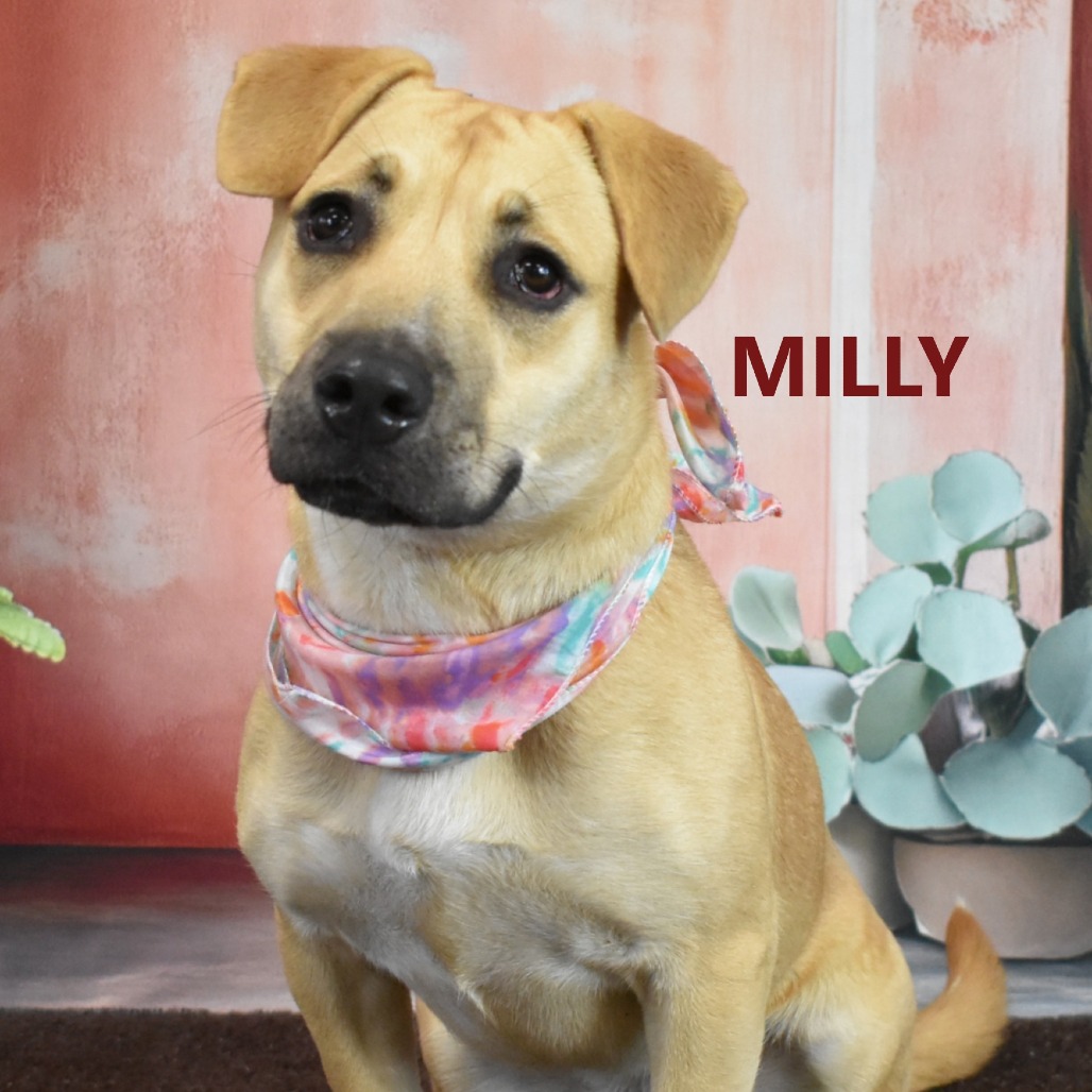 Milly