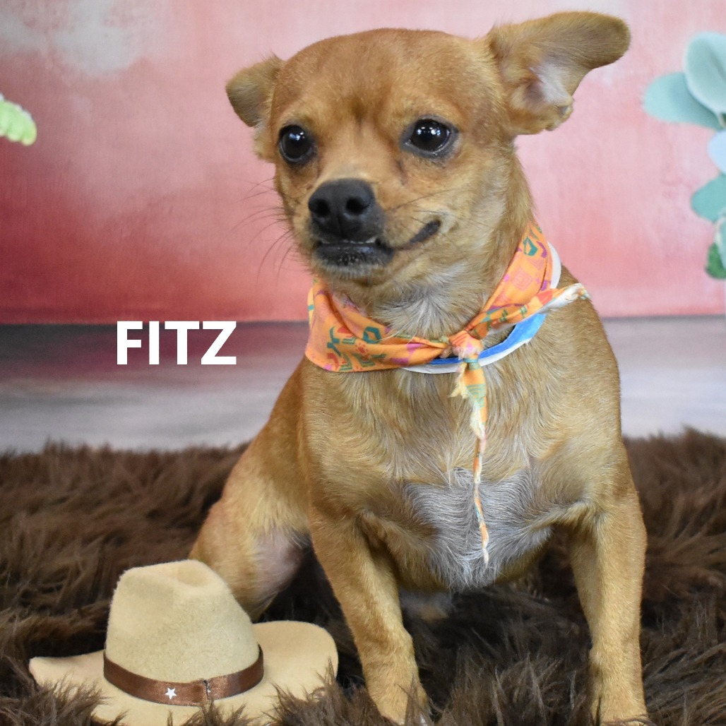 Fitz 