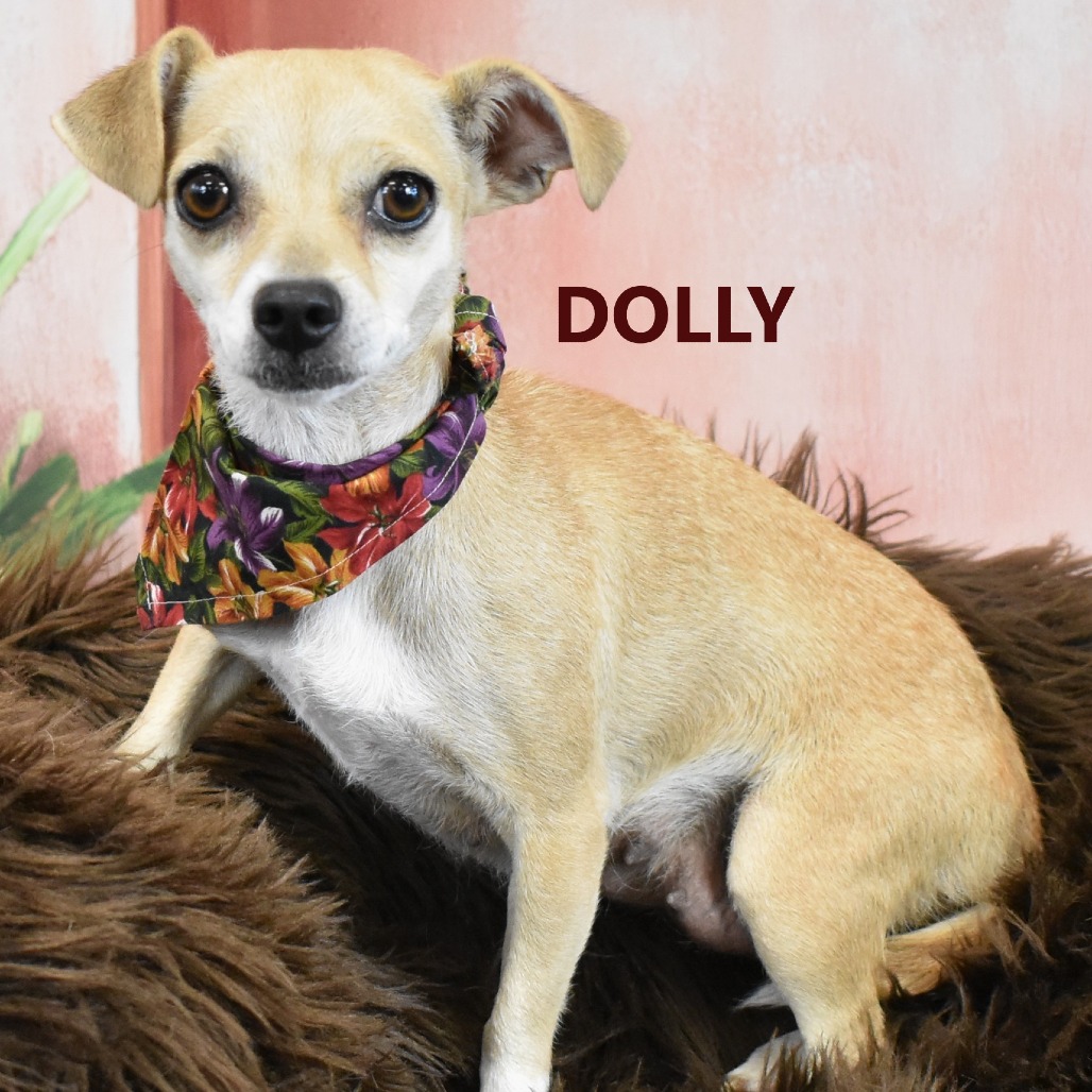 Dolly