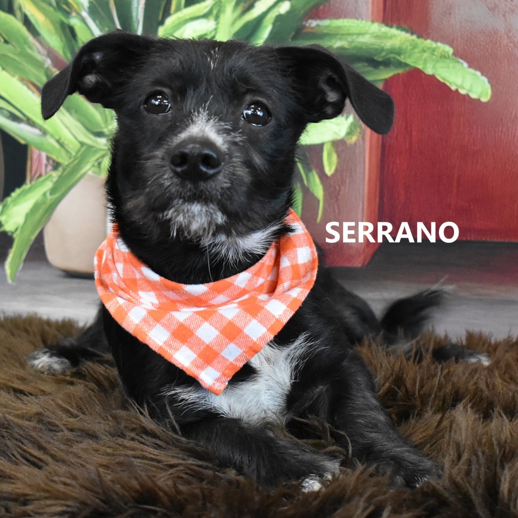 Serrano