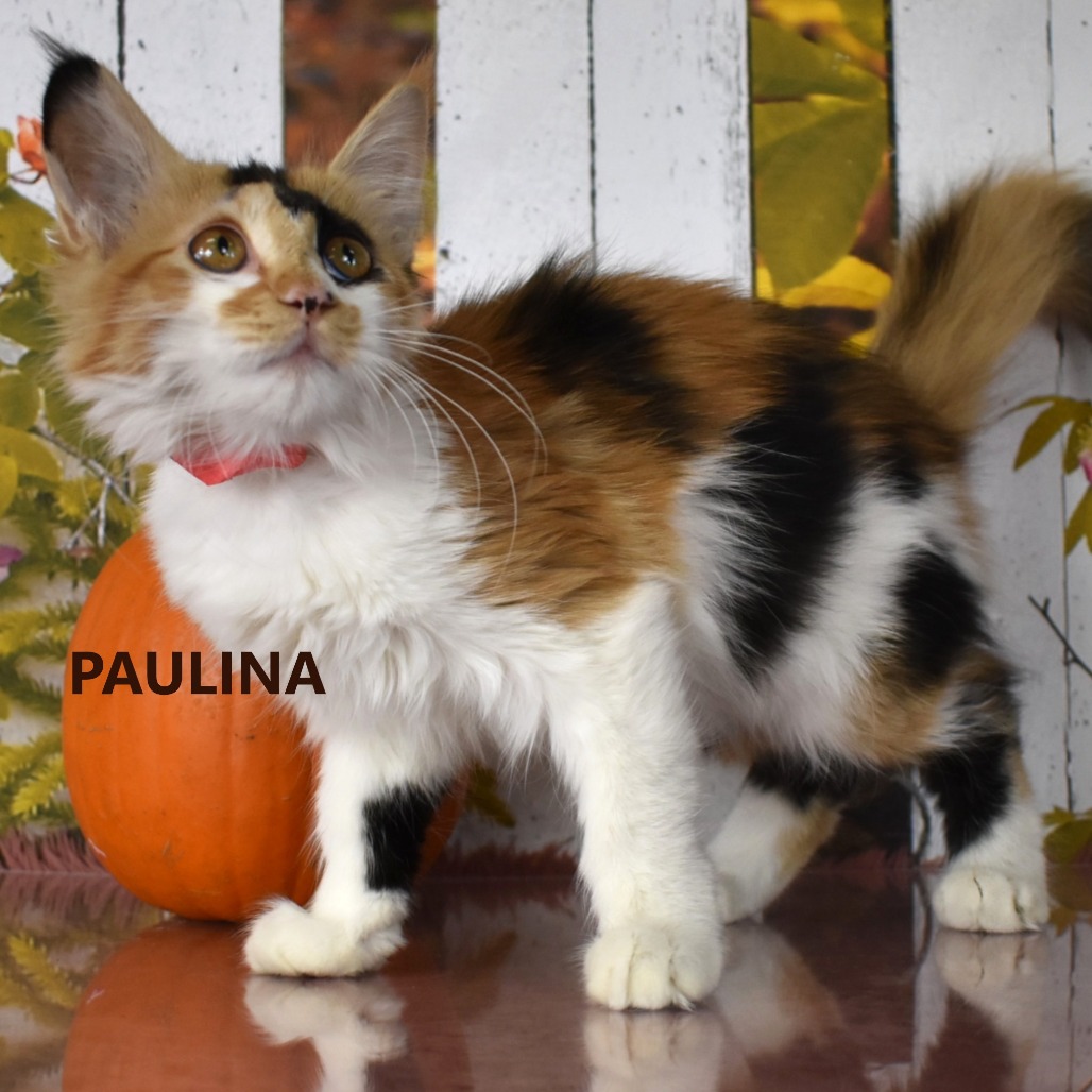 Paulina