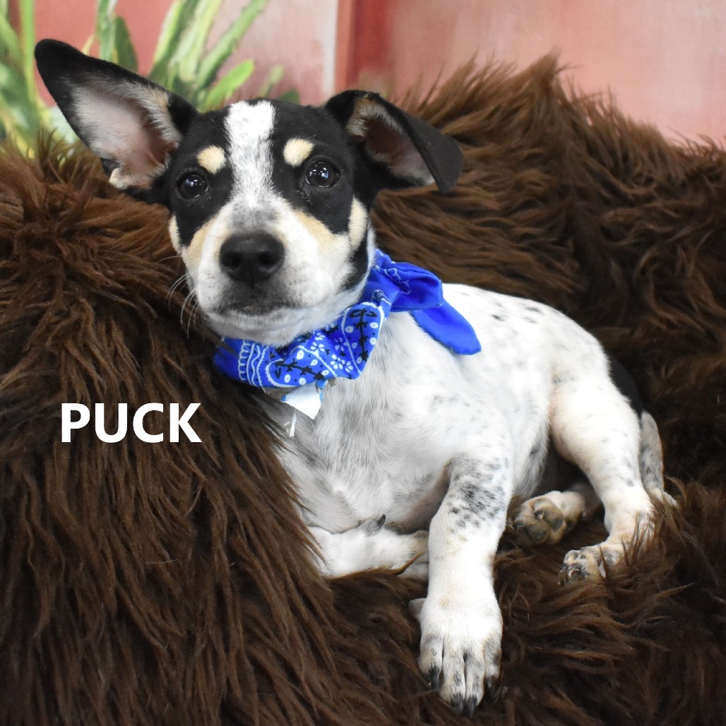 Puck