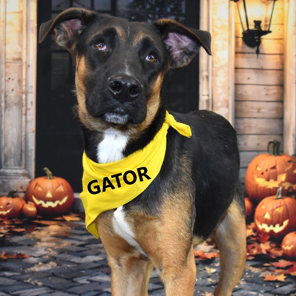 Gator