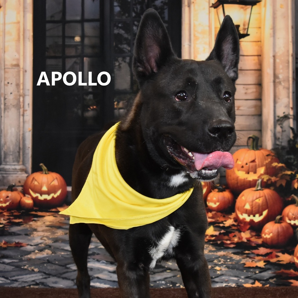 Apollo