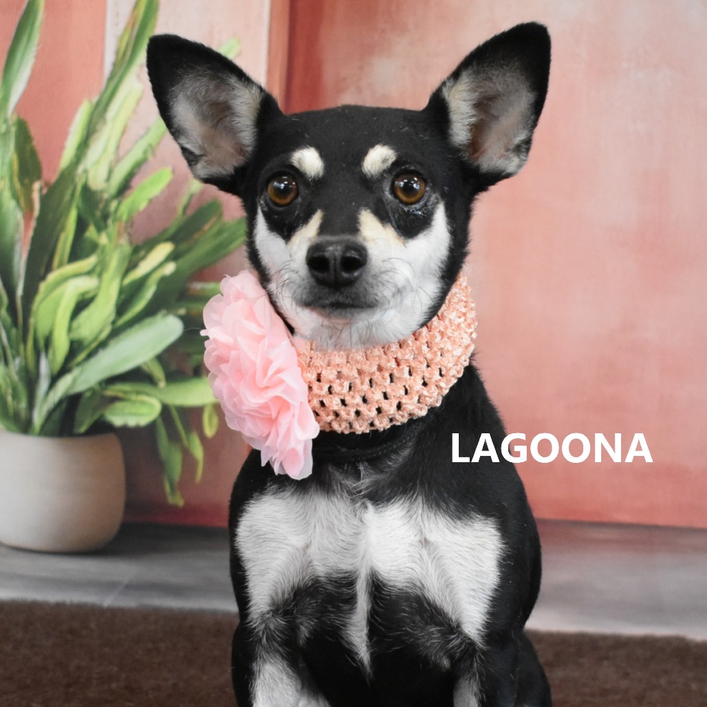 Lagoona