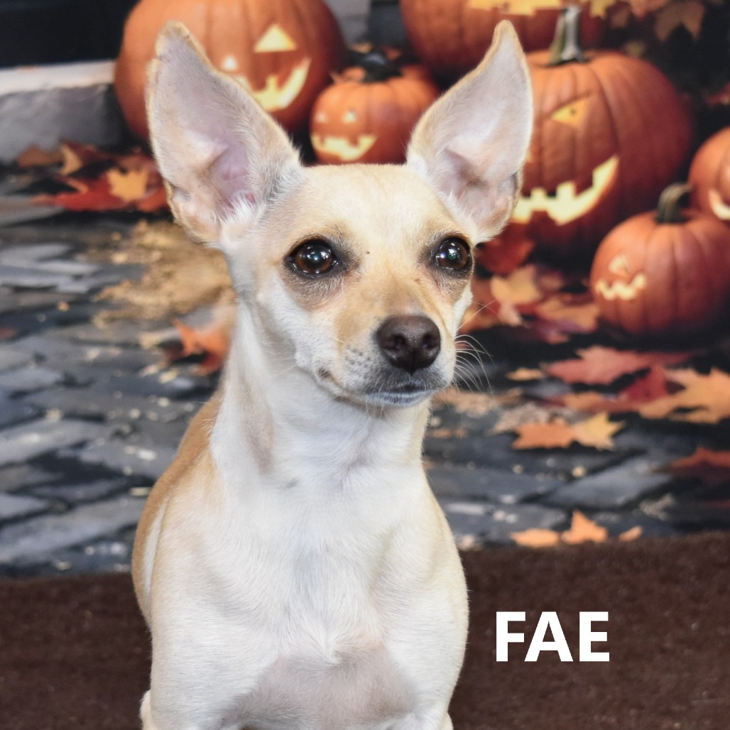 Fae