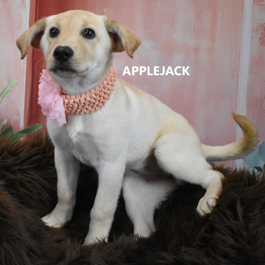 Applejack