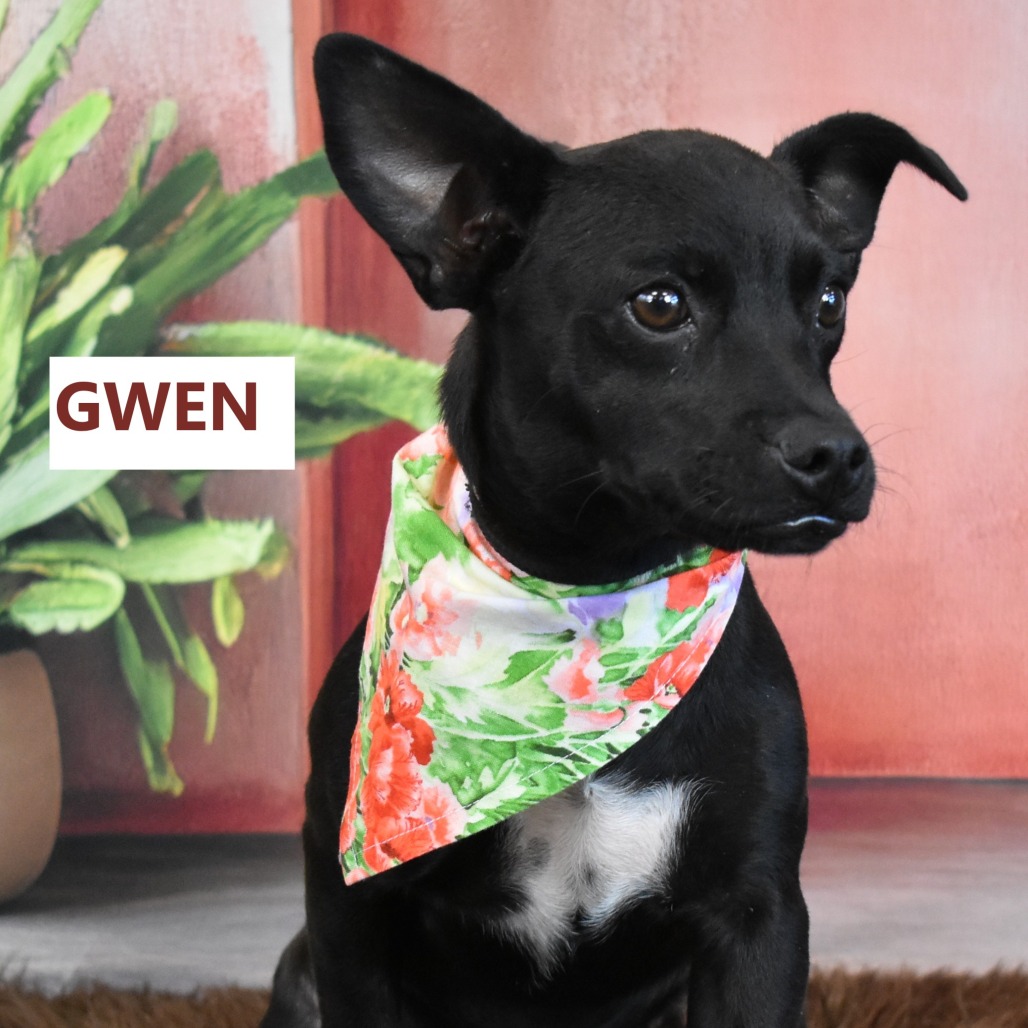 Gwen
